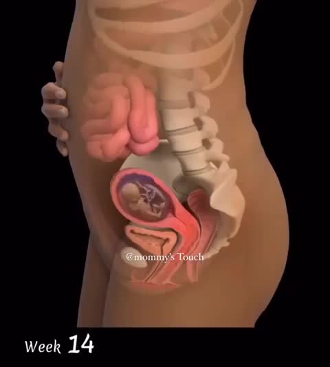 How a baby grows in the womb