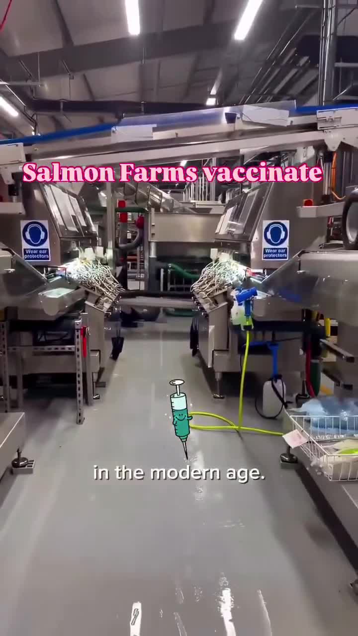 Massive Fish Farm which includes the mass vaccinating anaesthetised f...