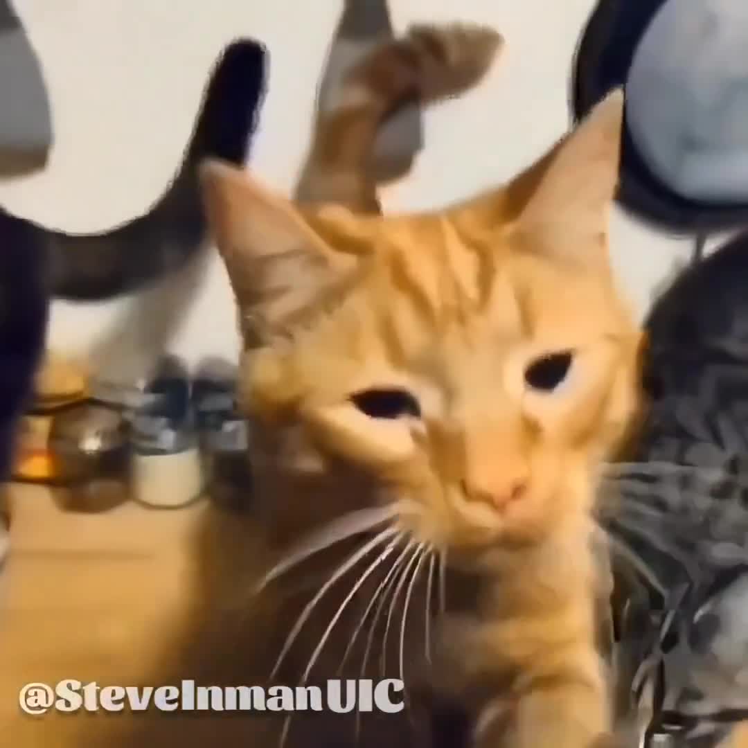 Enroll your cat today.   #Caturday