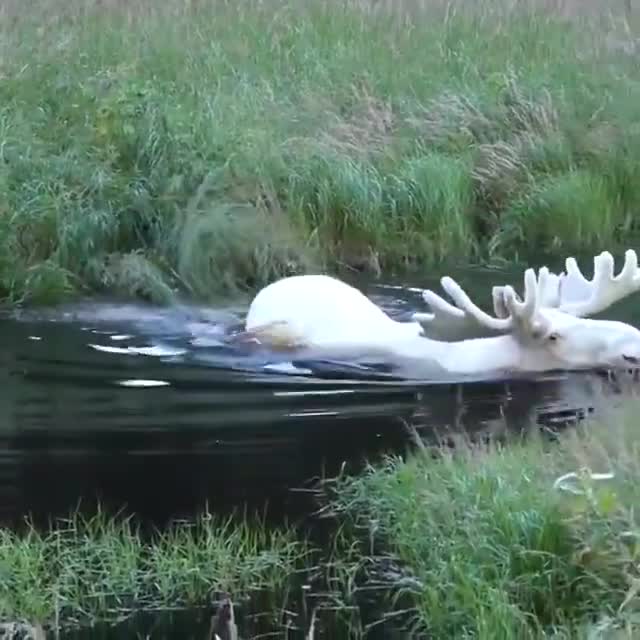 An extremely rare albino moose