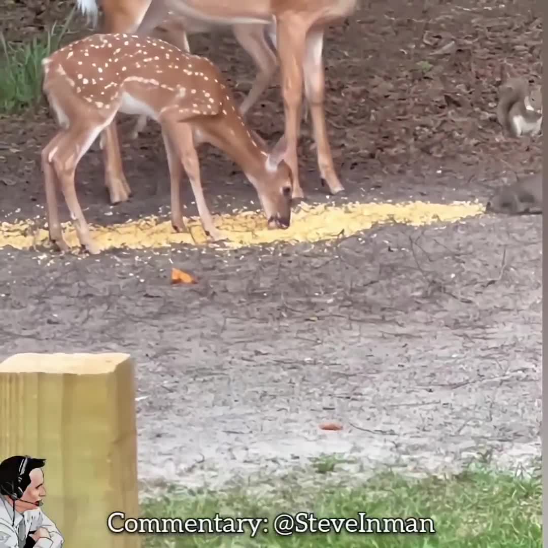 Deer gets uppercut by a squirrel.