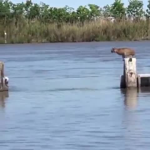 Nature is way more badass than we think