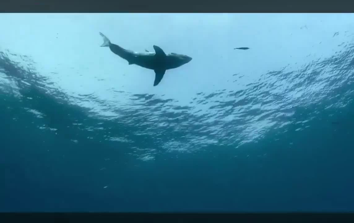 When an orca meets a great white shark😳