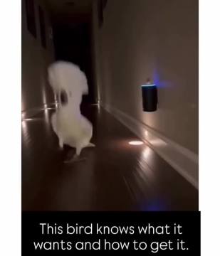 One crazy funny bird