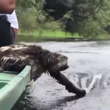 A sloth enjoying a boat ride