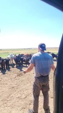 This guy explains to a crowd of cattle how hes not able to get the well going to give them water but fortunately, someone is coming in an hour to give them water 🤣