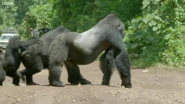 Father silverback gorilla blocks road so his family can safely cross