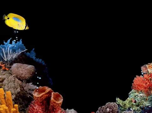 🐠Underwater Screensaver (Windows 98)